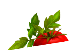 Tomato illustration